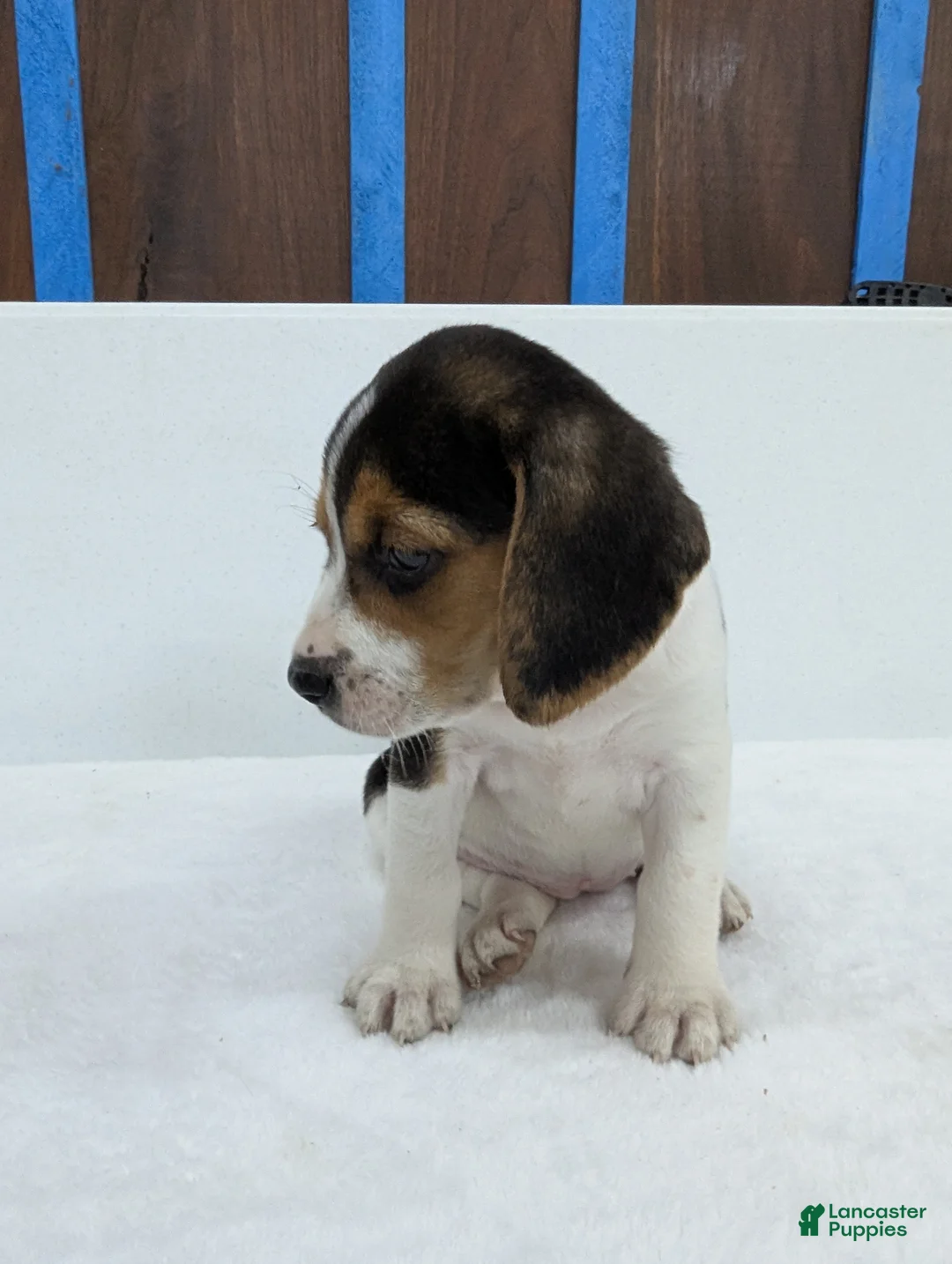 Beagle dogs for sale: Roxy - Ad 2