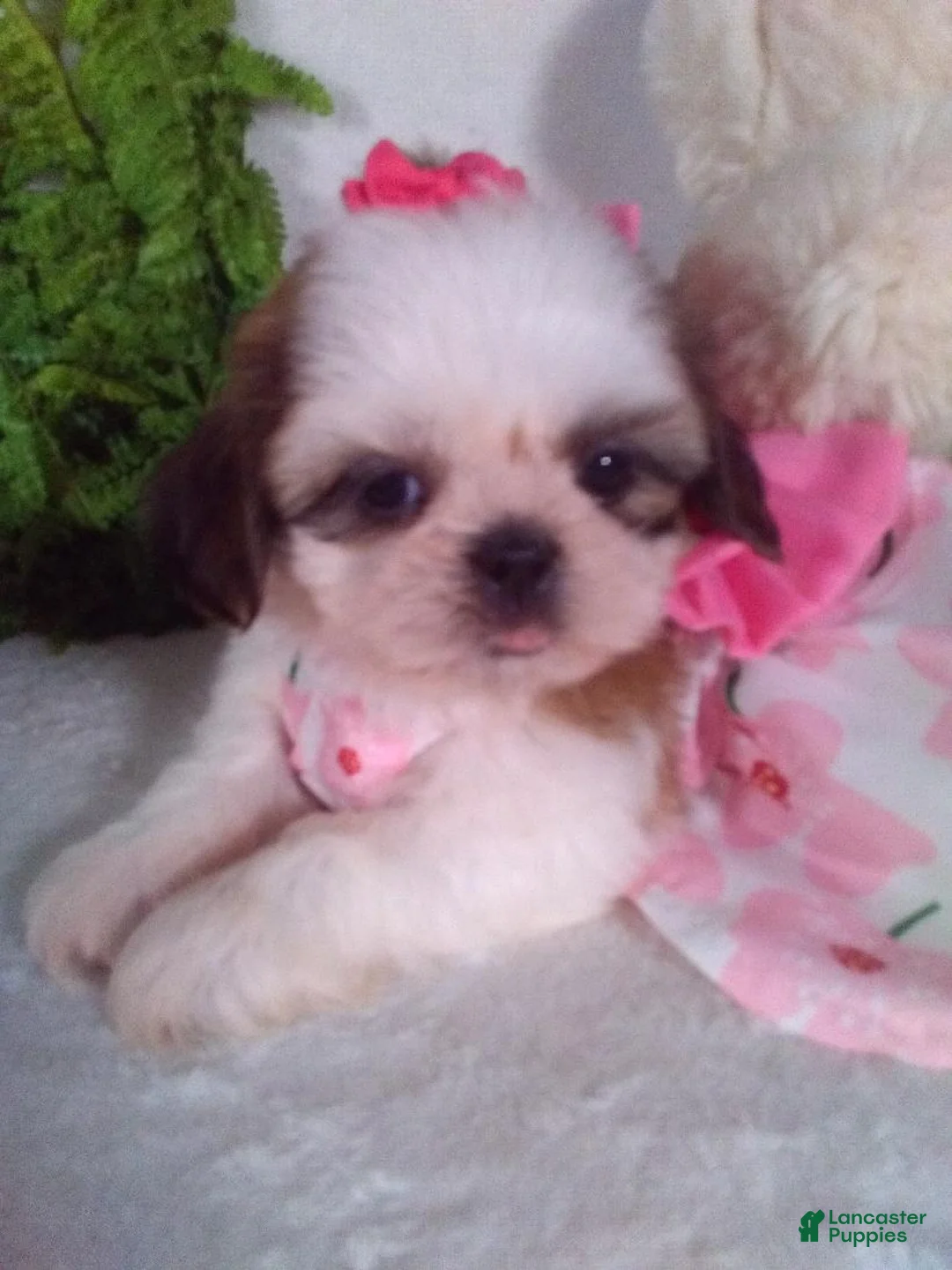 Shih Tzu dogs for sale: Annie - Ad 1