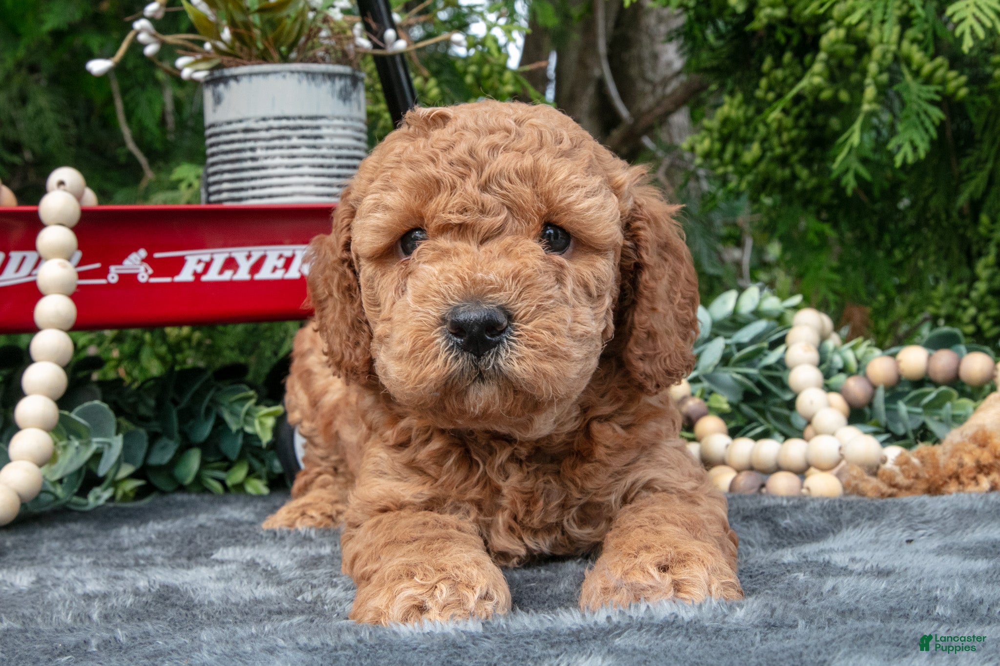 Cavapoo dogs Stanley - Ad 2
