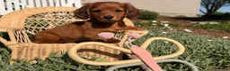 Dachshund dogs for sale: Sunny  - Ad 3
