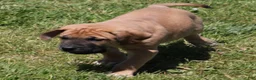 Mixed Breed dogs for sale: Bubba - Ad 11