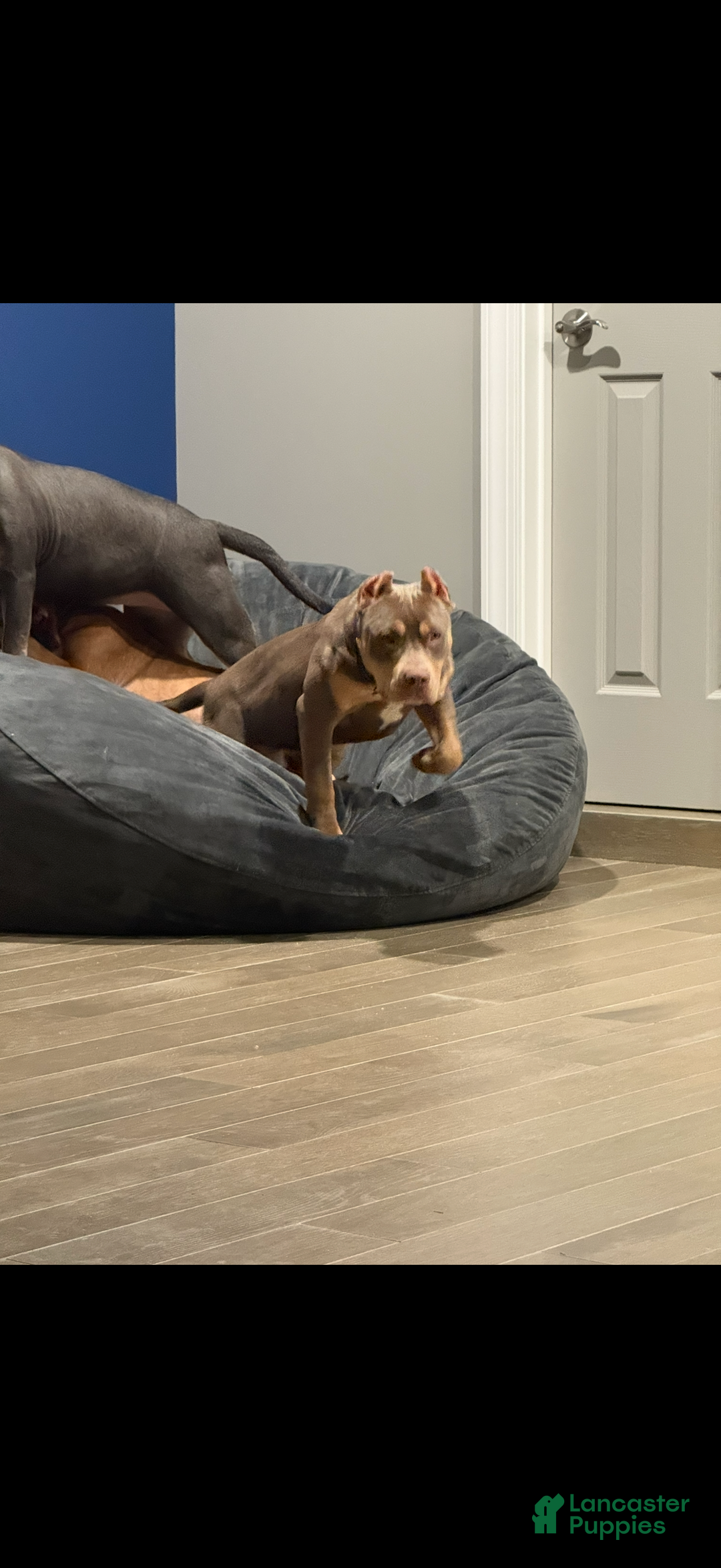 American Bully dogs for sale: American Bully Puppy 2 - Ad 2