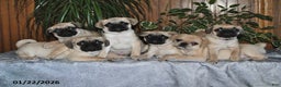 Puggle dogs for sale: Omar - Ad 3