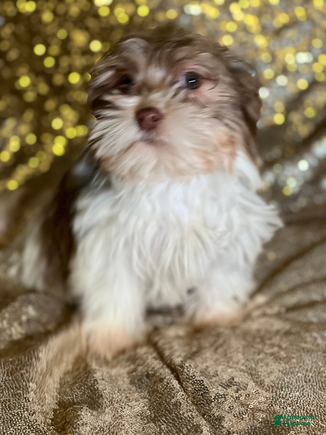 Havanese dogs for sale: Kisses - Ad 7
