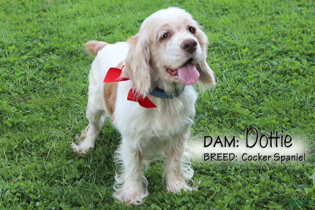 Cocker Spaniel dogs for sale: Smokey - Ad 4