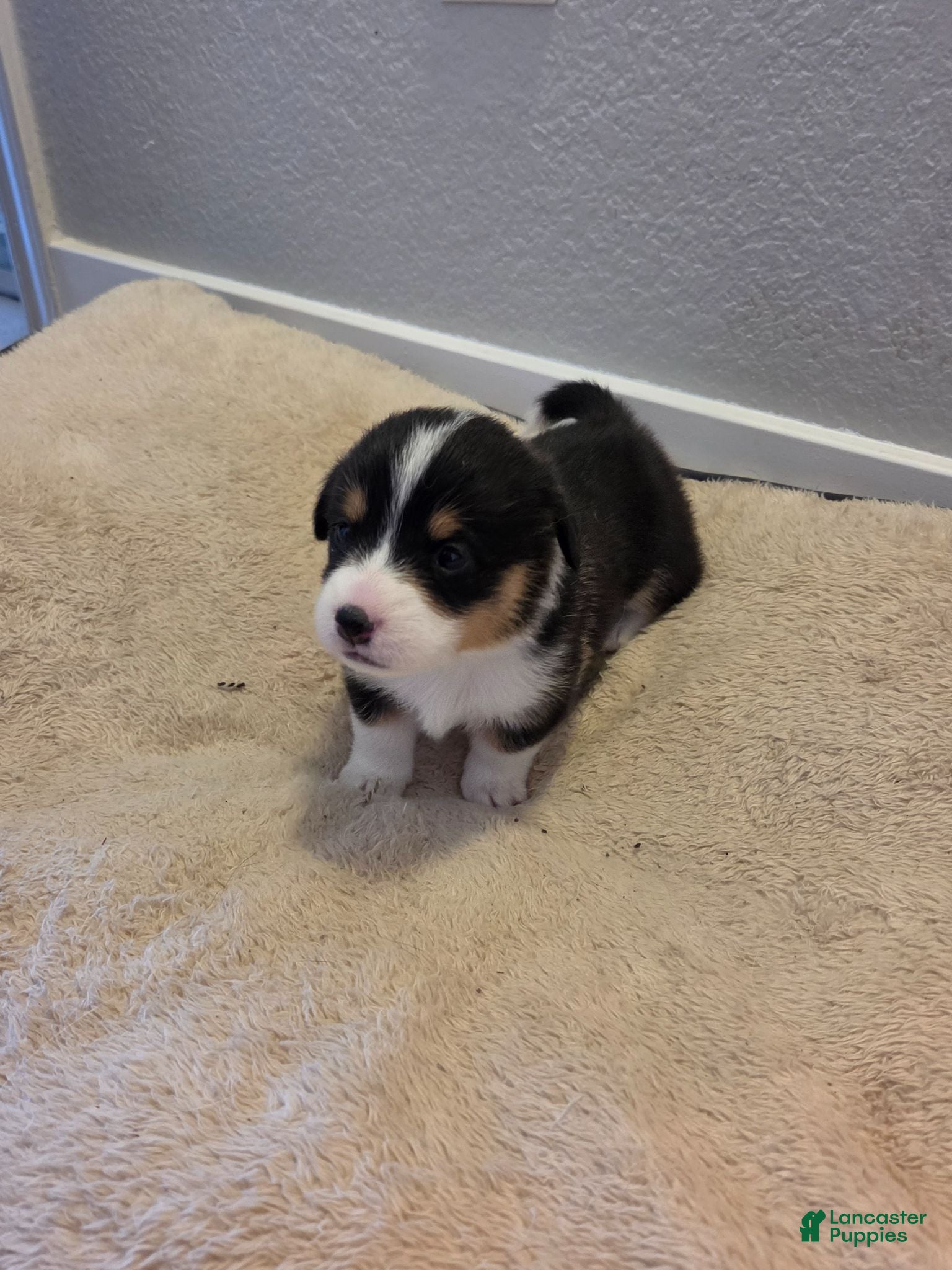 Mixed Breed dogs Light Green - Ad 27