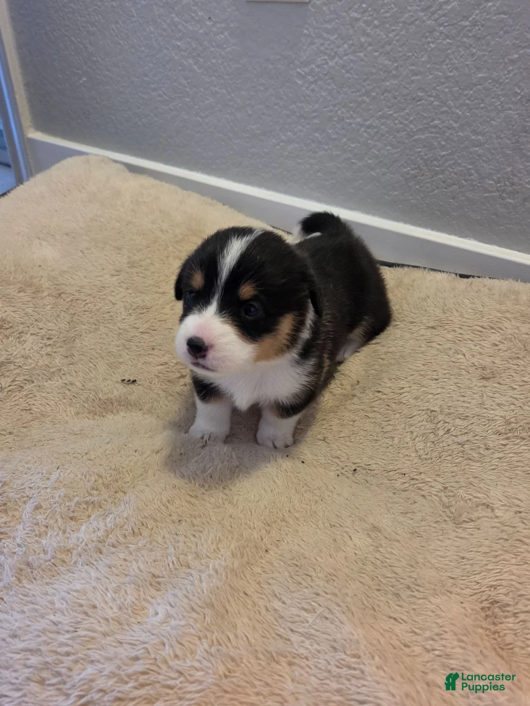 Mixed Breed dogs for sale: Light Green - Ad 1