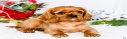 Cavalier King Charles Spaniel dogs for sale: Belle - Ad 12