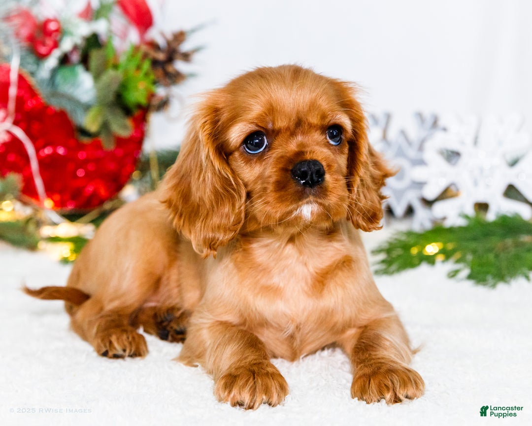 Cavalier King Charles Spaniel dogs for sale: Belle - Ad 12