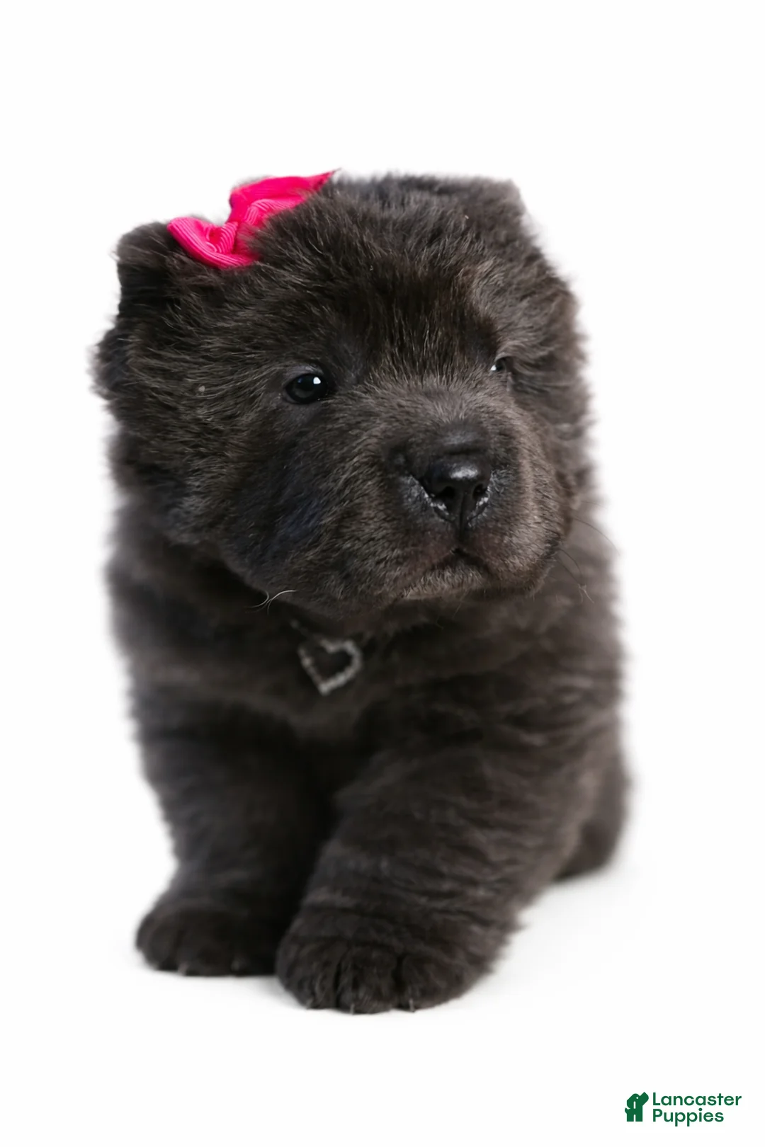 Shar Pei dogs for sale: Blossom - Ad 1