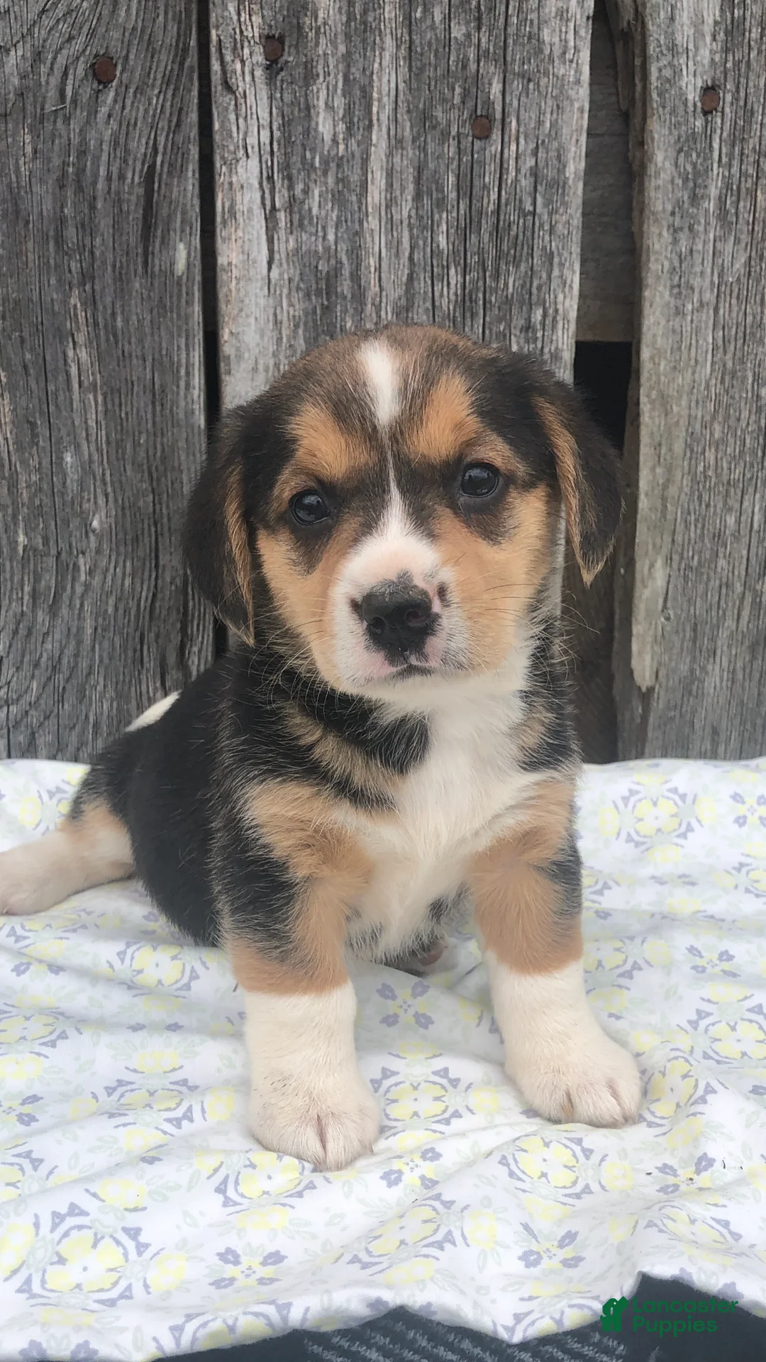 Mixed Breed dogs for sale: Riley - Ad 1