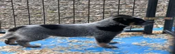 Australian Cattle Dog dogs for sale: Moose - Ad 1