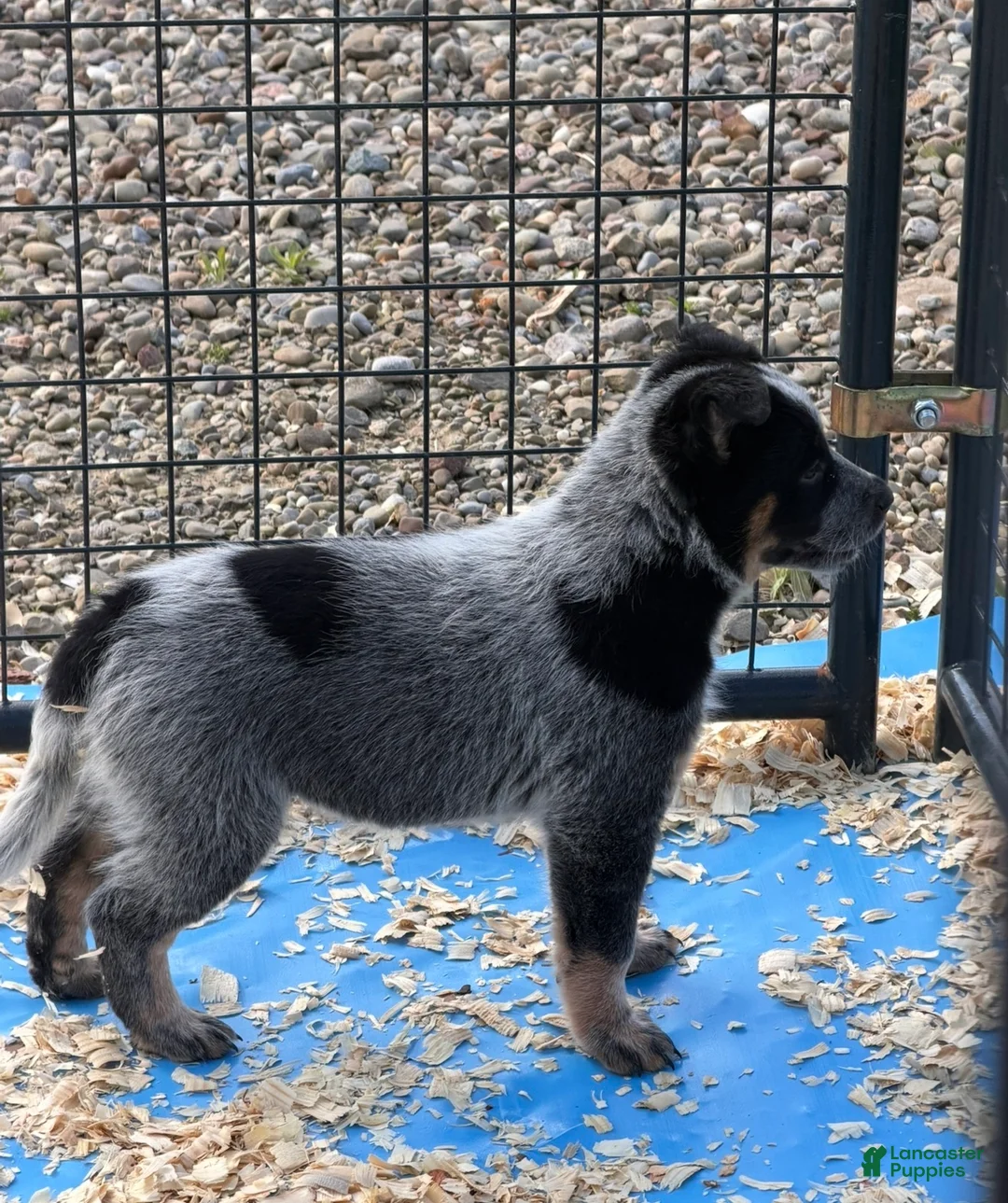 Australian Cattle Dog dogs for sale: Moose - Ad 1