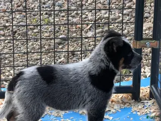 Australian Cattle Dog dogs Moose - Ad 6