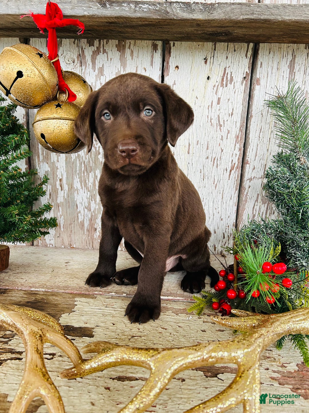 Labrador Retriever dogs for sale: Prancer - Ad 3