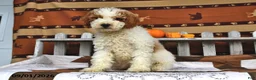 Goldendoodle dogs for sale: Drew - Ad 5