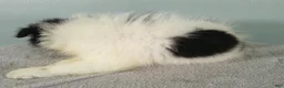 Pomeranian dogs for sale: Dylan - Ad 6