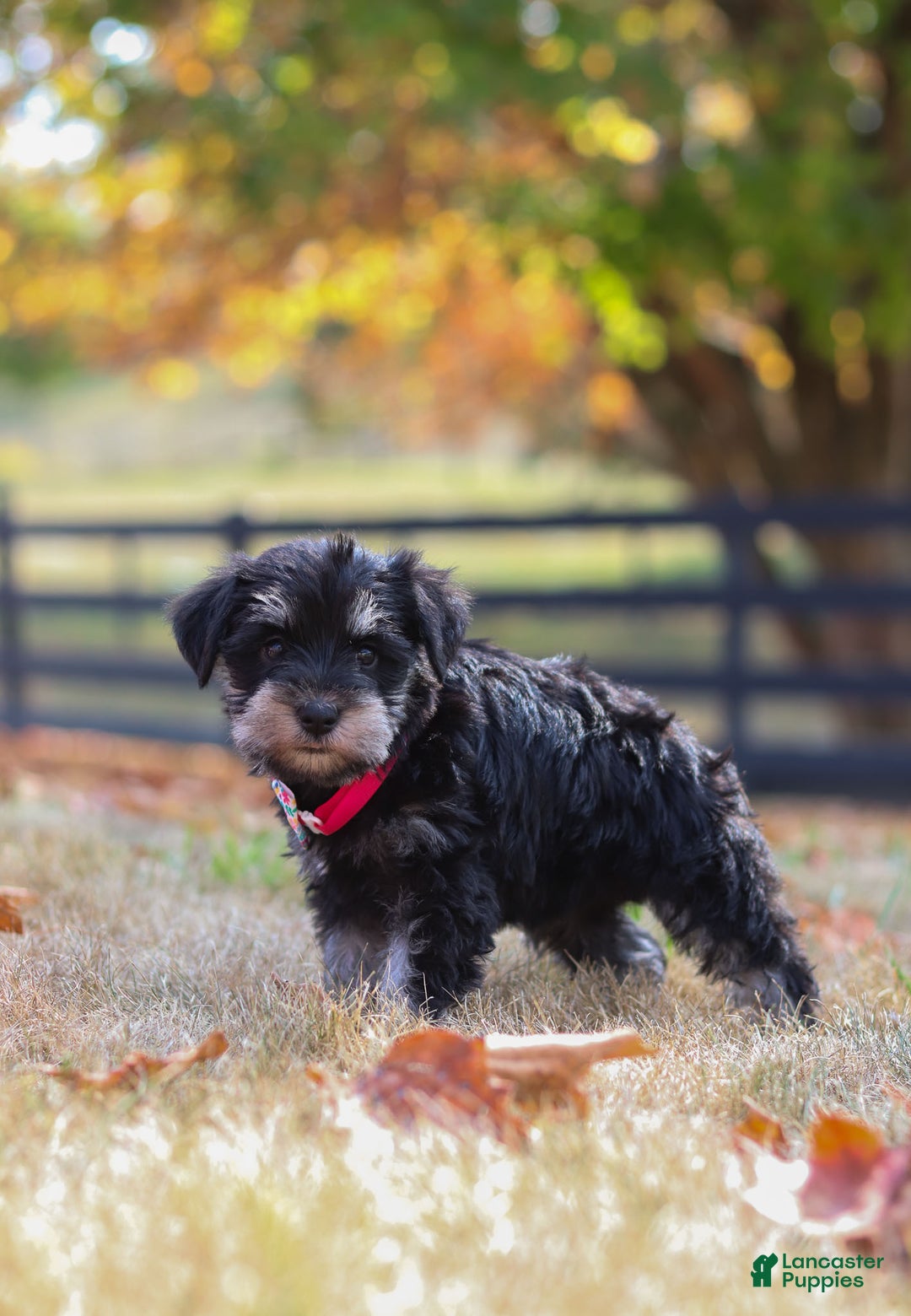 Miniature Schnauzer dogs for sale: Brianna - Ad 37