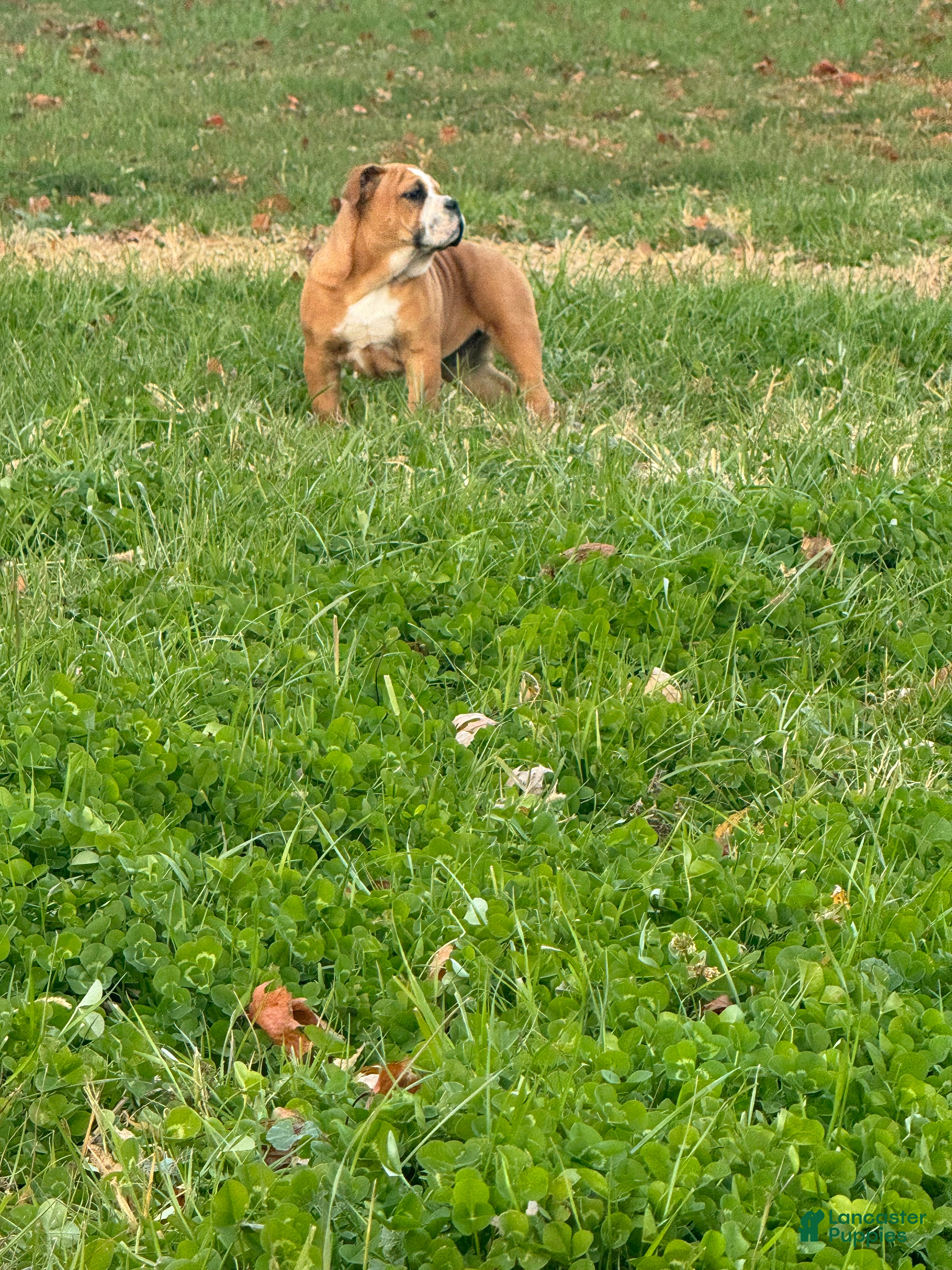 English Bulldog dogs Zeke - Ad 20