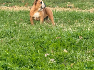 English Bulldog dogs Zeke - Ad 20