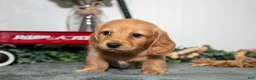 Miniature Dachshund dogs for sale: Duke - Ad 3