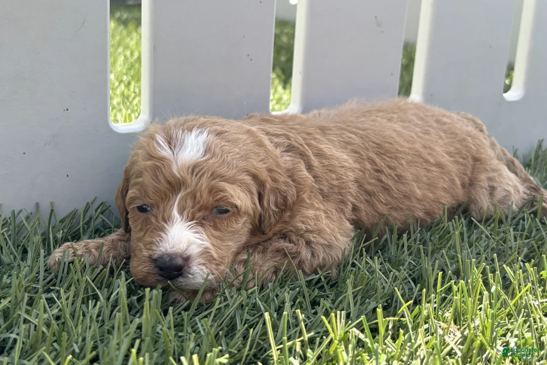 Mini Goldendoodle dogs for sale: Stephanie - Ad 2