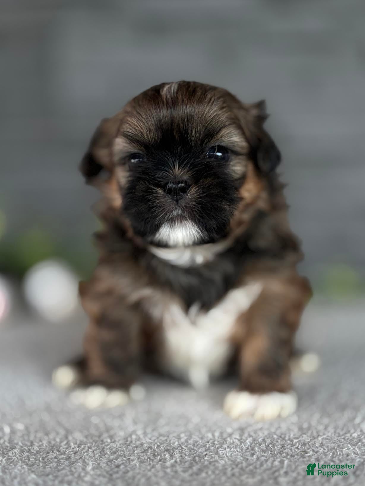 Shih Tzu dogs for sale: Curry Shih Tzu Puppy  - Ad 1