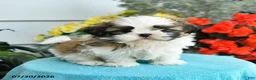 Shih Tzu dogs for sale: Katrina - Ad 2