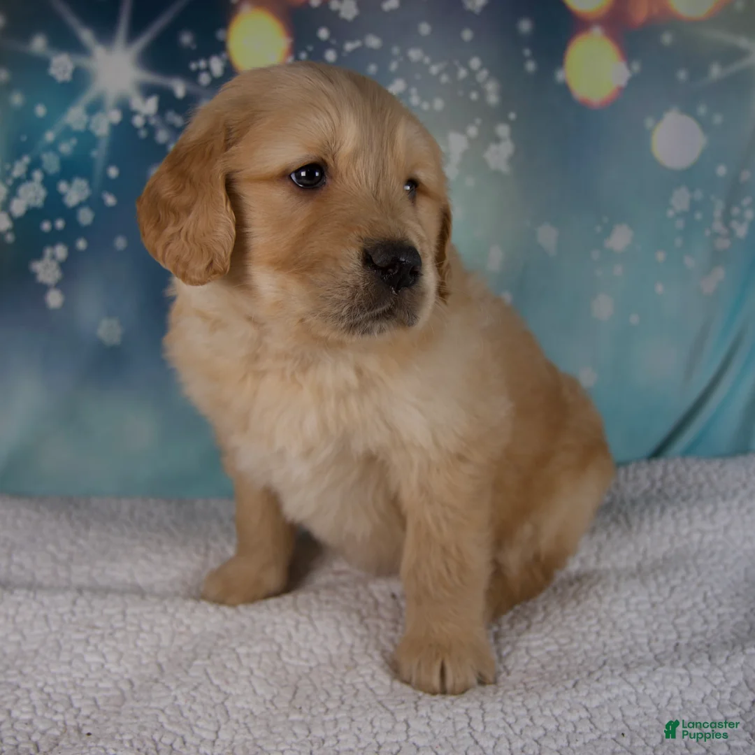 Golden Retriever dogs for sale: Enzo - Ad 5
