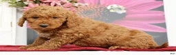 Mini Goldendoodle dogs for sale: Miles - Ad 3