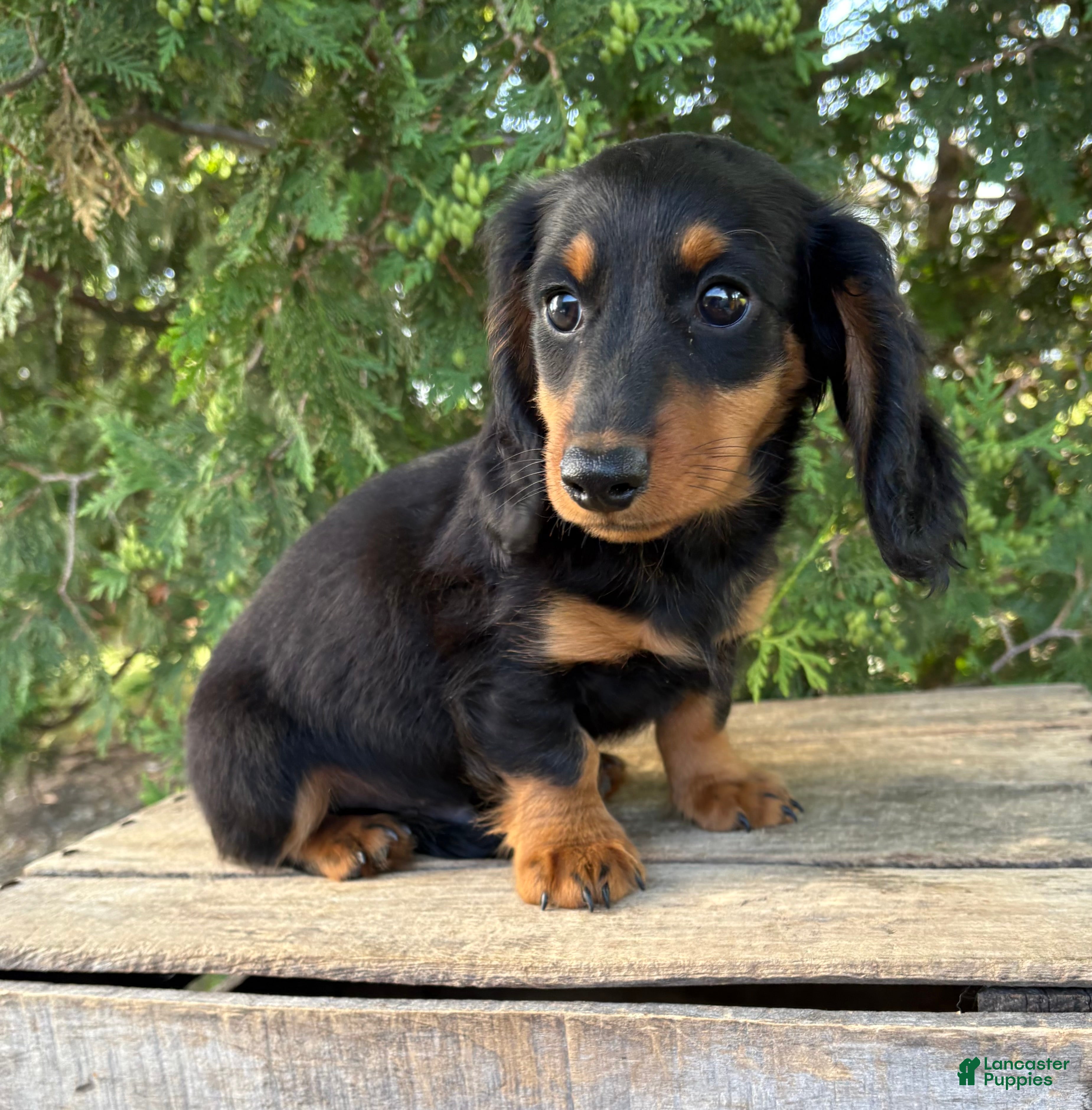 Dachshund dogs Milo - Ad 2