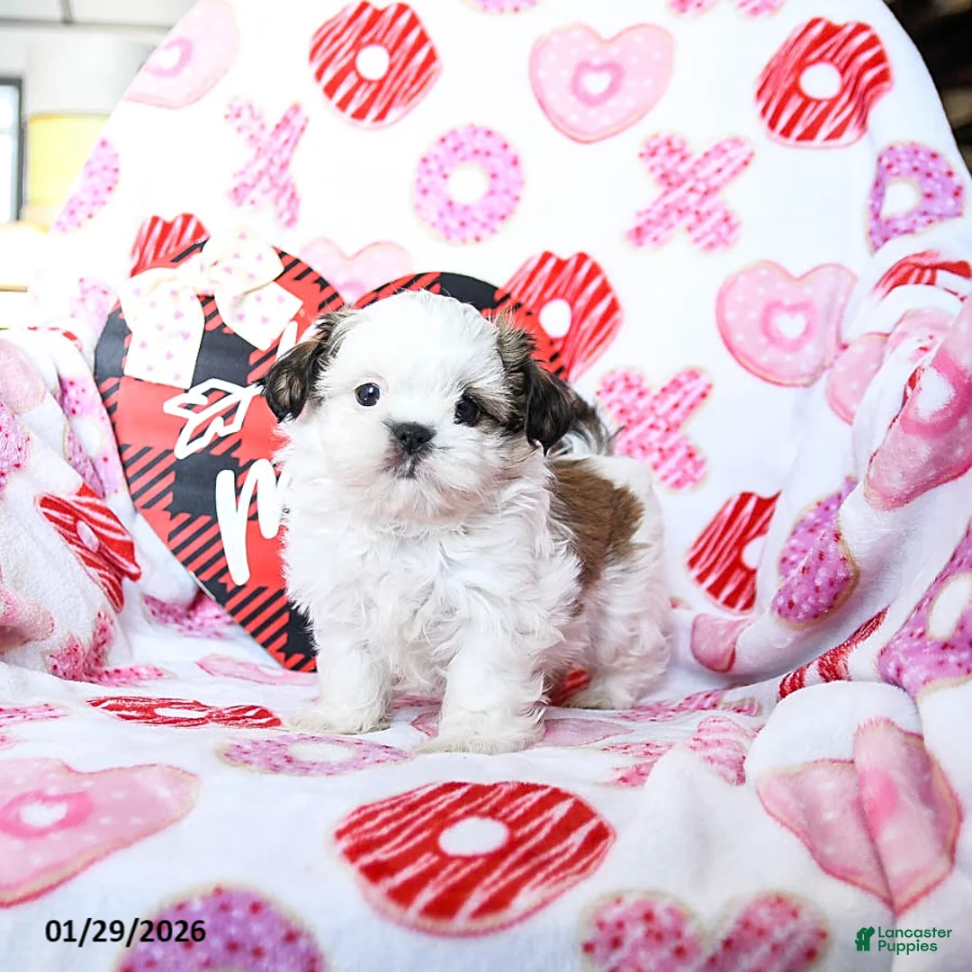 Shih Tzu dogs for sale: Gus - Ad 5