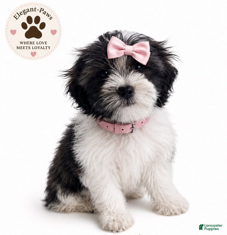 Malshi dogs for sale: Malshi 2 - Ad 2