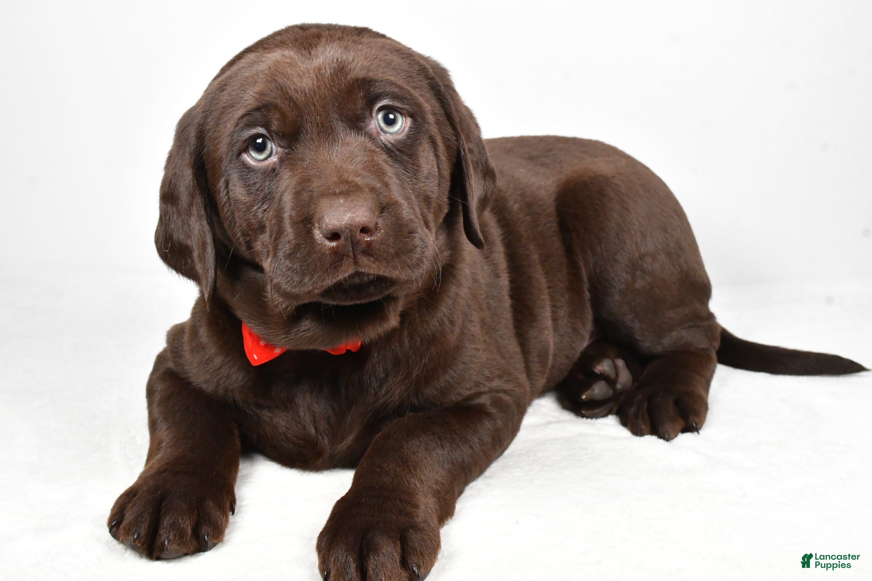 Labrador Retriever dogs Nugget - Ad 1