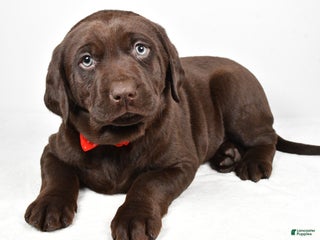Labrador Retriever dogs Nugget - Ad 1