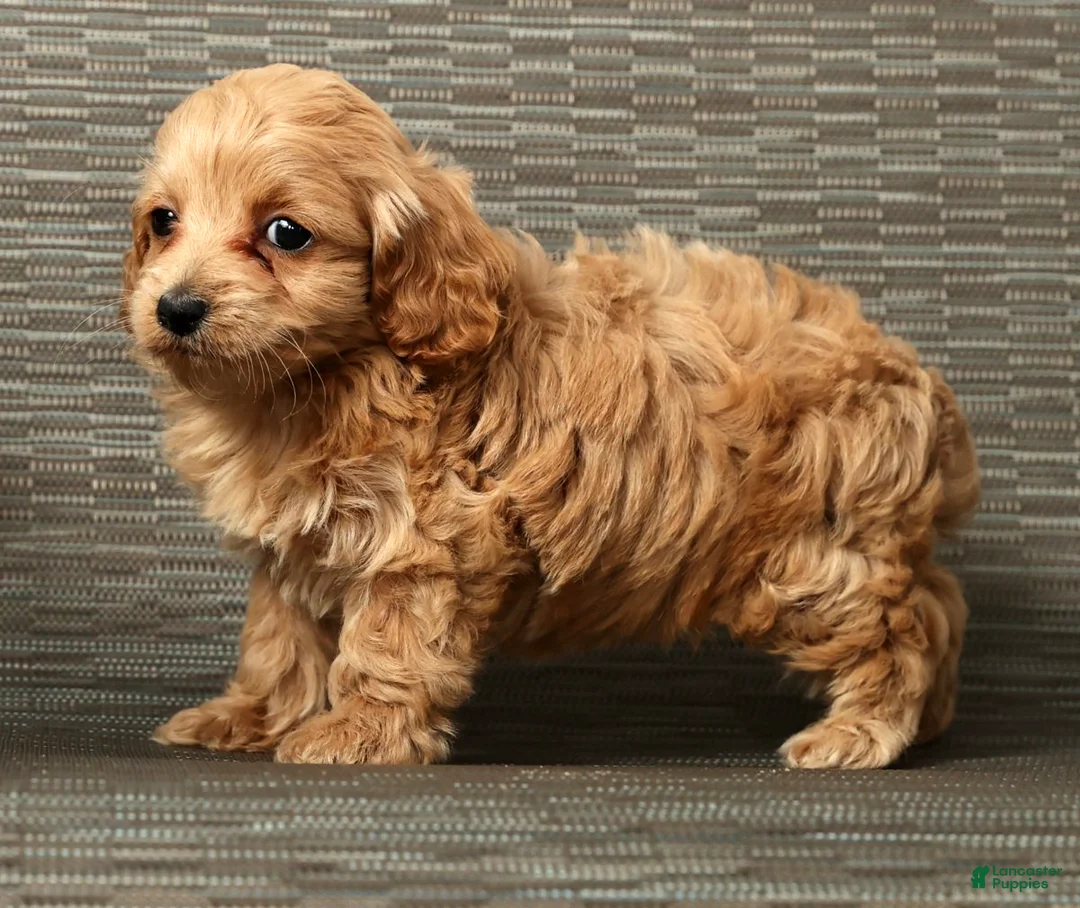 Cockapoo dogs for sale: Heidi - Ad 7