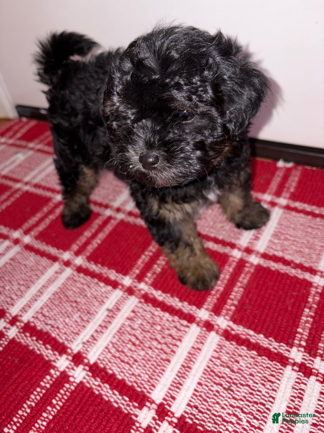 Maltipoo dogs for sale: Maltipoo Puppy 1 - Ad 5