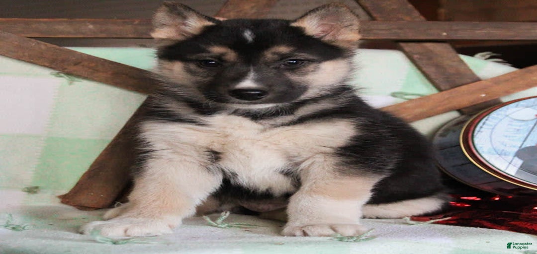 Gallery Image {{count}}