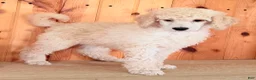 Standard Poodle dogs for sale: Snickers  - Ad 1
