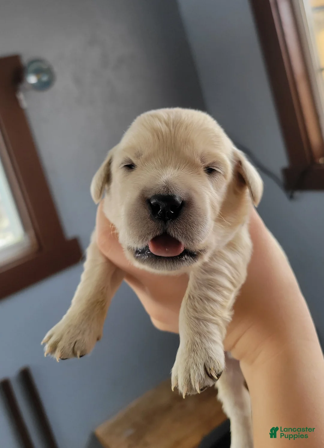 Golden Retriever dogs for sale: Chex - Ad 16