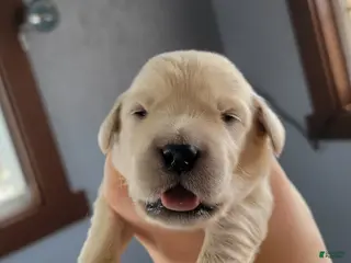 Golden Retriever dogs Chex - Ad 42