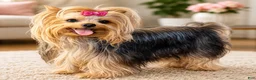 Yorkshire Terrier dogs for sale: dollface Yorkie female 2 - Ad 3