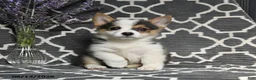 Welsh Corgi Pembroke dogs for sale: Cheif - Ad 5