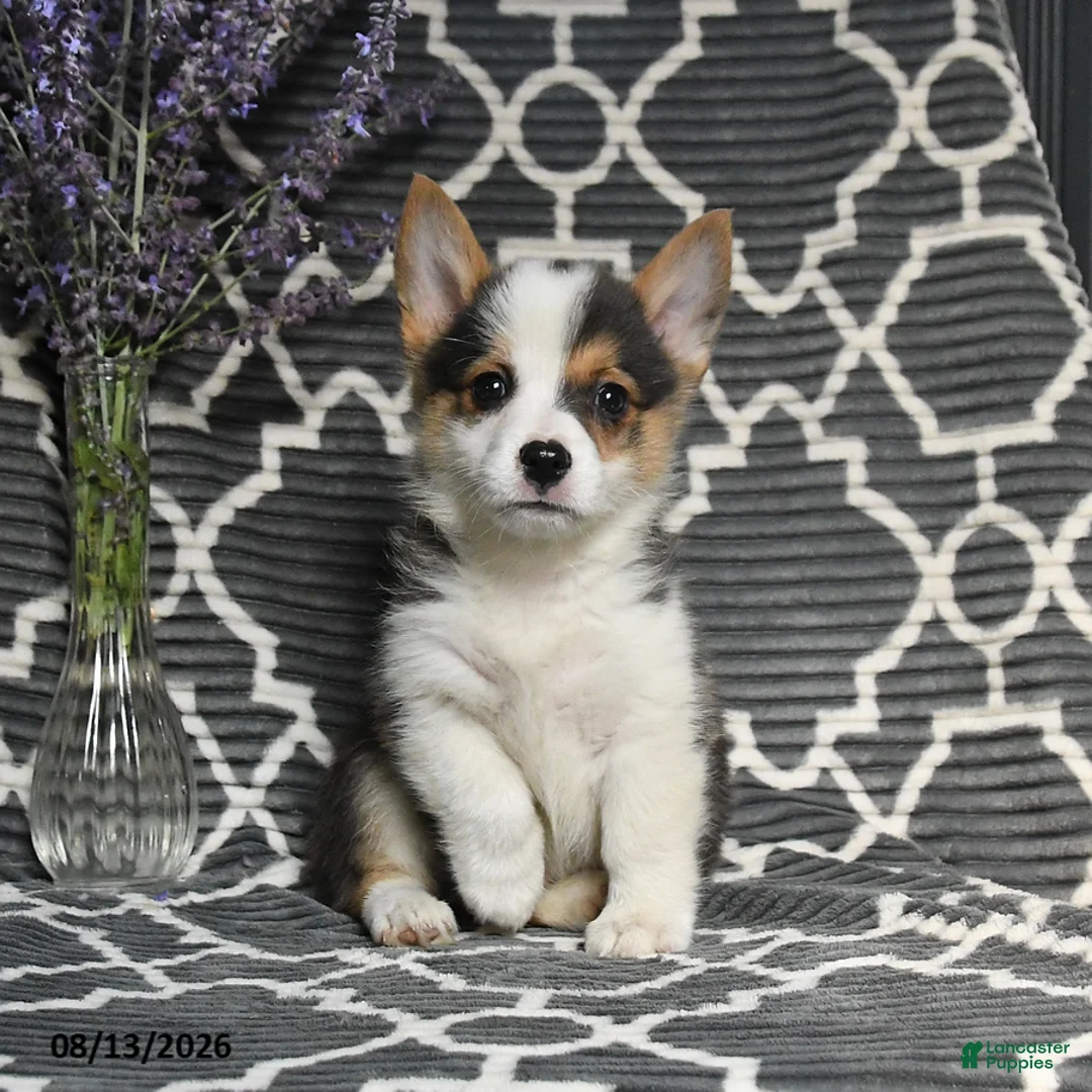 Welsh Corgi Pembroke dogs for sale: Cheif - Ad 5