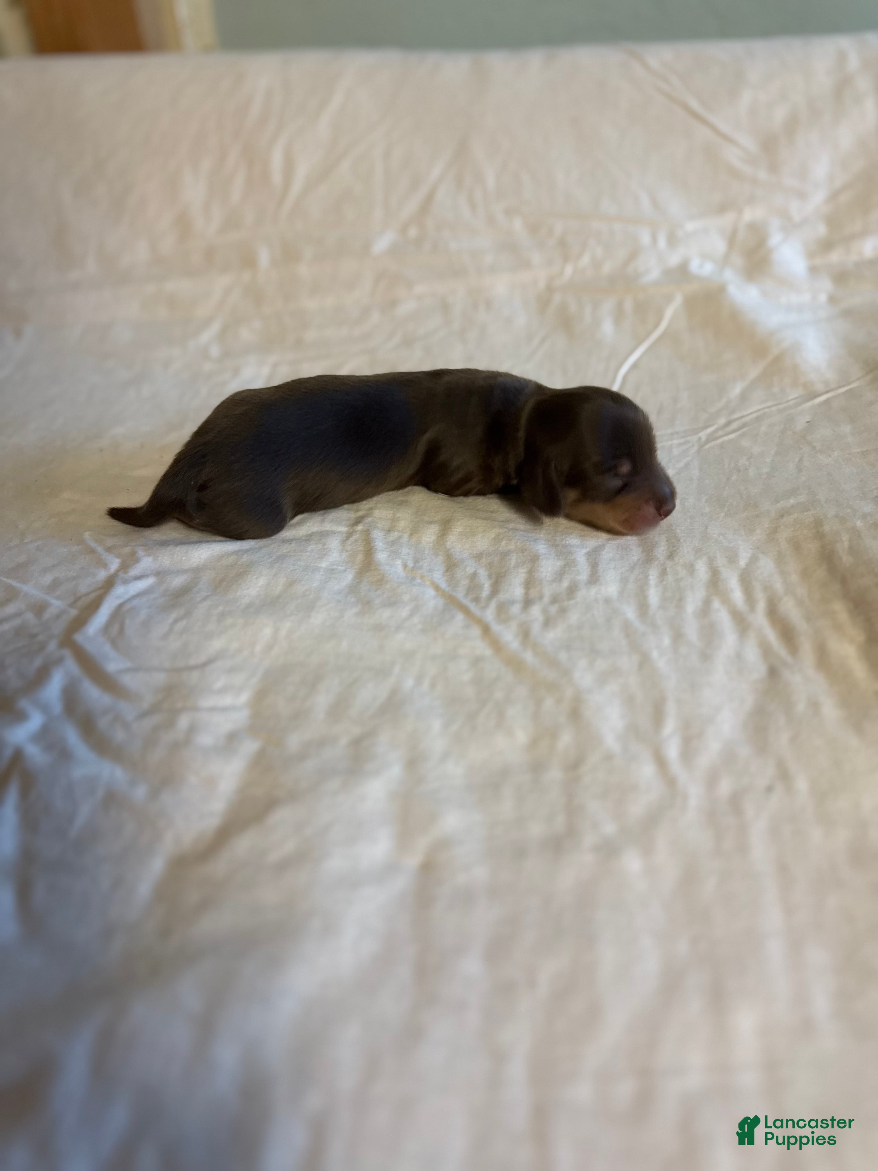 Dachshund dogs Owen - Ad 2