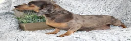 Dachshund dogs for sale: HARLEY - Ad 7