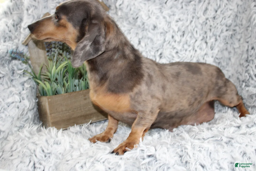 Dachshund dogs for sale: HARLEY - Ad 7