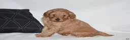 Mini Goldendoodle dogs for sale: Waden - Ad 4