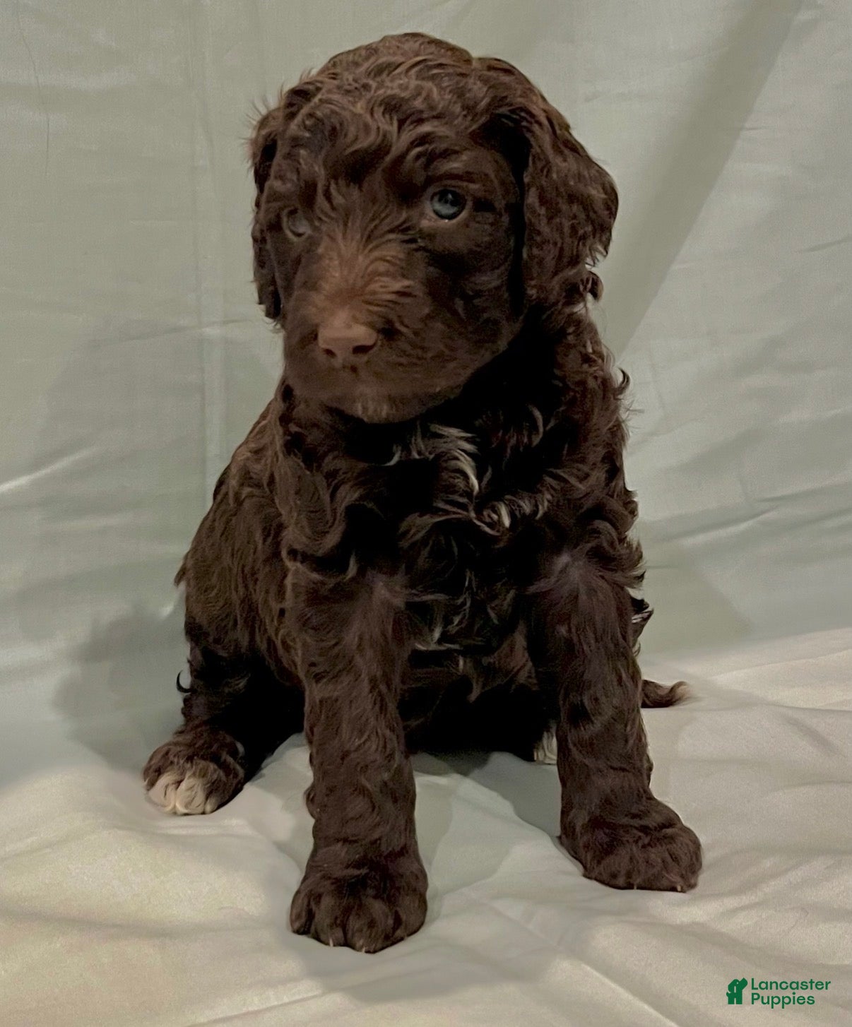 Labradoodle dogs Chocolate - Ad 5