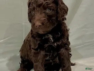 Labradoodle dogs Chocolate - Ad 5